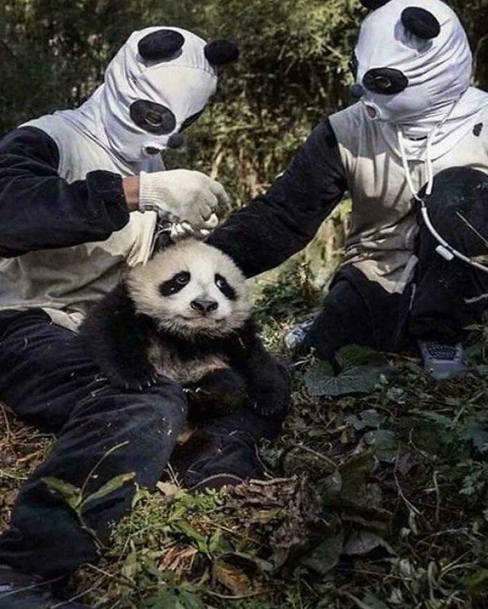Chinese Panda Keepers Dress as Pandas to Avoid Making the Pandas Too Friendly