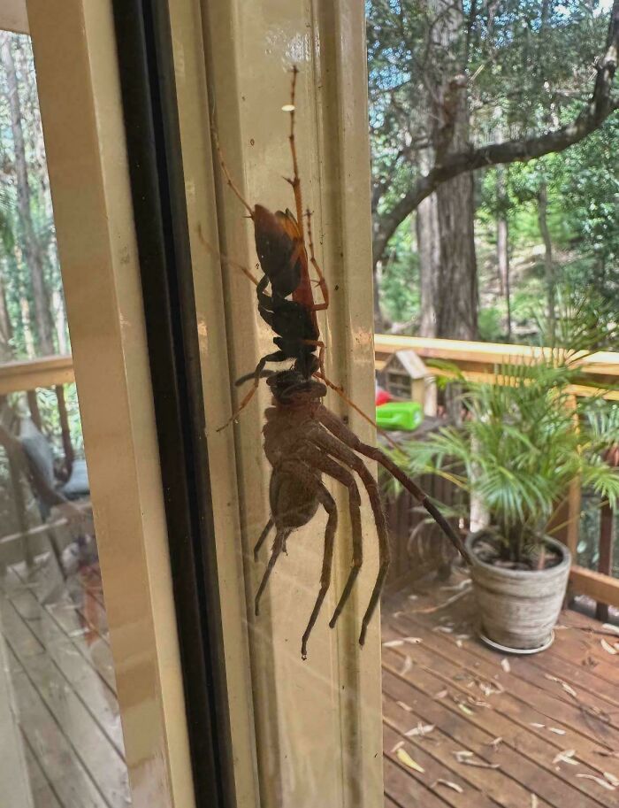 Tarantula Hawk Wasp: The Ultimate Spider Transport Service