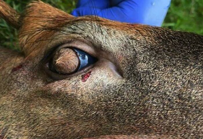 Deer with Hairy Eyeballs—Nature’s Version of a Weird Halloween Costume!