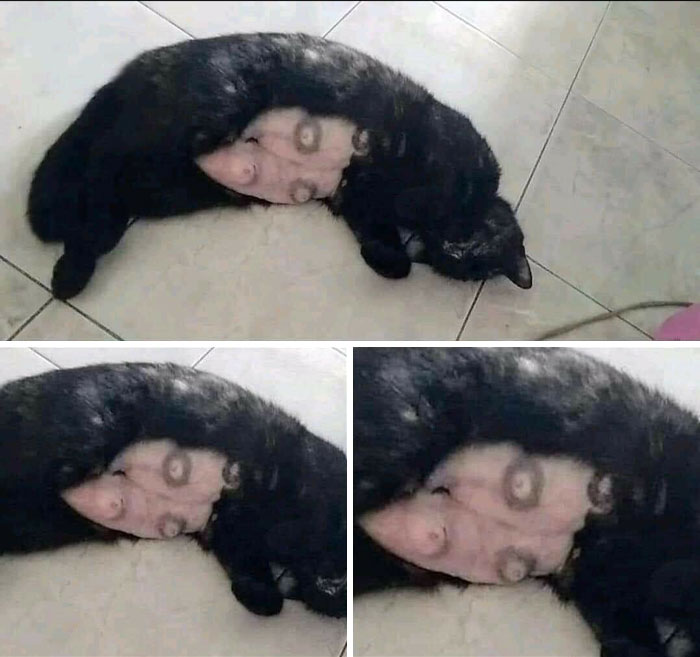 Cat’s Belly with Fur Shaved Off—Weird or Cute?