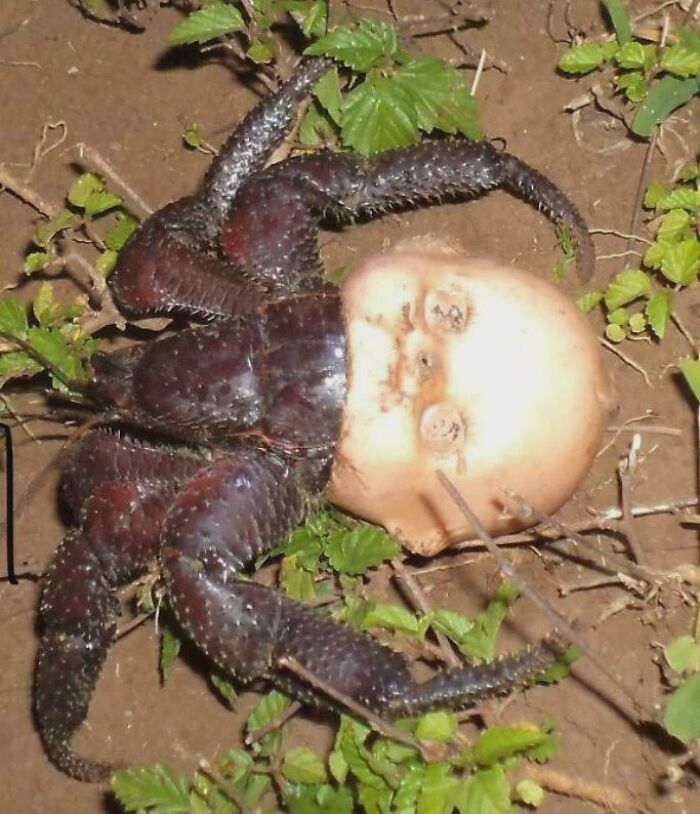 Crab Playing Dress-Up with a Baby Doll’s Head as a Shell