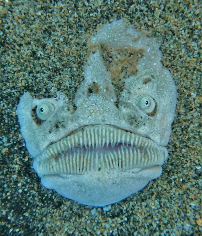 Pacific Stargazer Fish: The Ambush Artist of the Ocean Floor