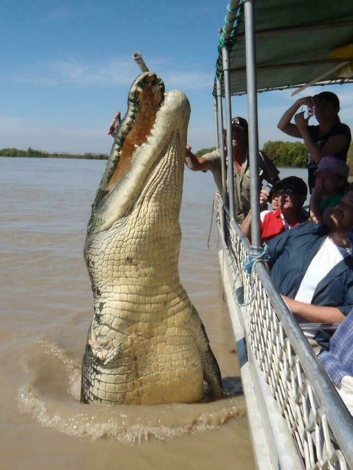 This Giant... Well, Just Look at It!