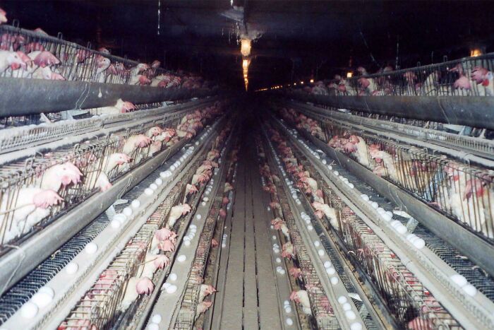 Dark Hallway of Caged Hens—The Origin of 80% of Eggs!