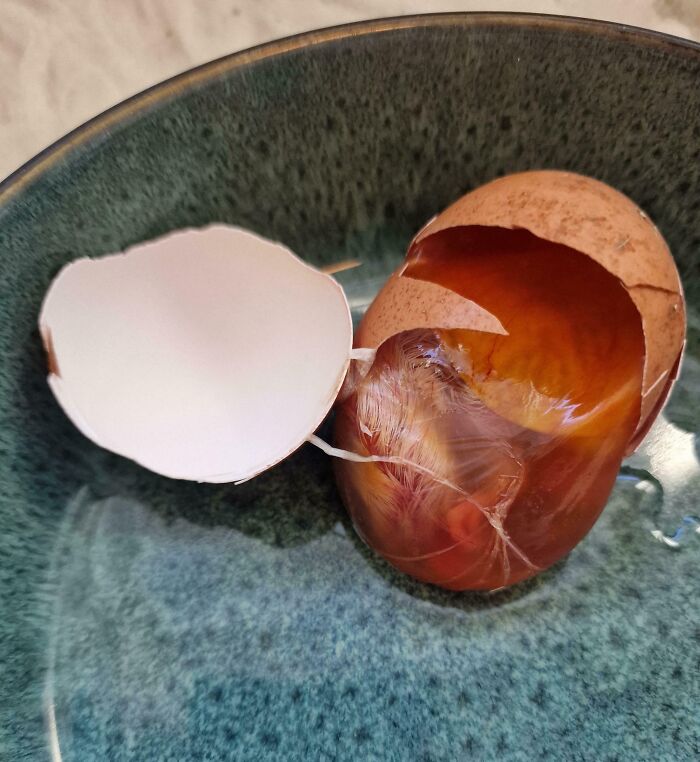 That Egg from the Farm Shop with a Surprisingly Developed Chick Inside—Nope, We’re Not Cracking Jokes!
