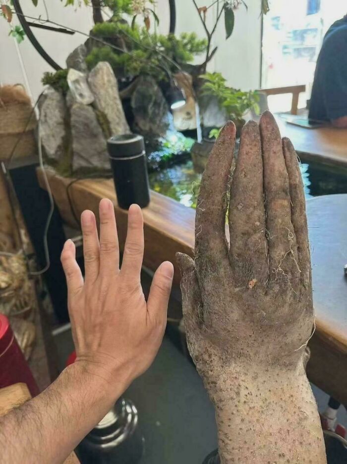 This Yam That Looks Exactly Like a Human Hand—Veggie Magic!