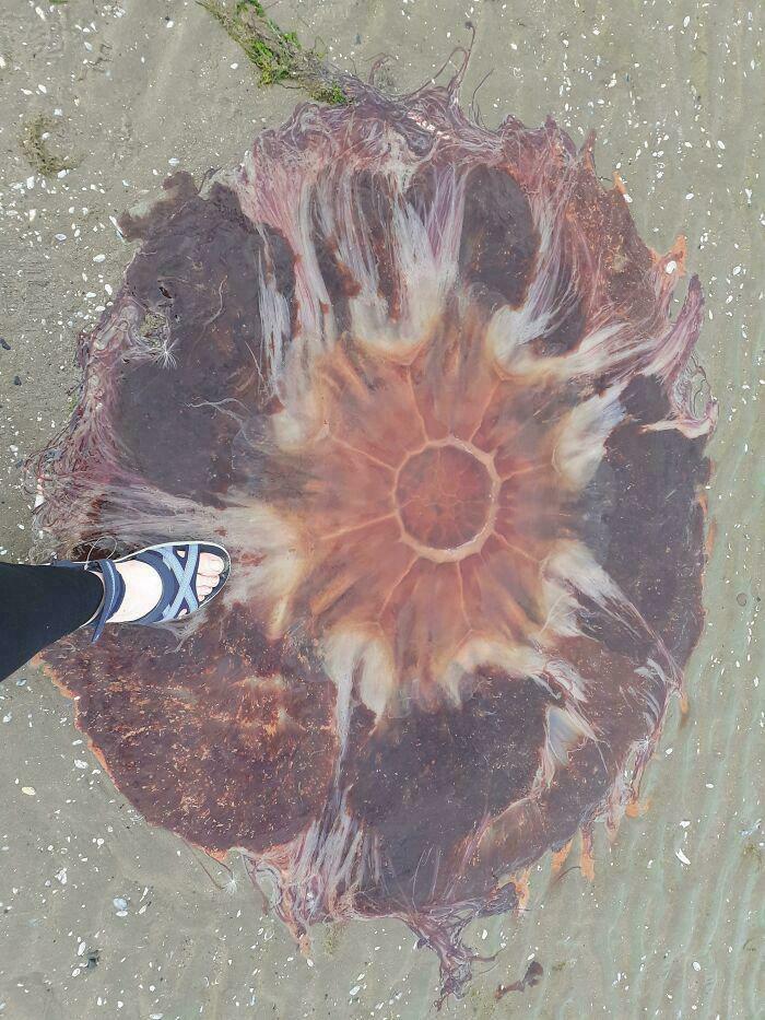 Look at This Absolute Unit of a Jellyfish Off Ireland's Coast!