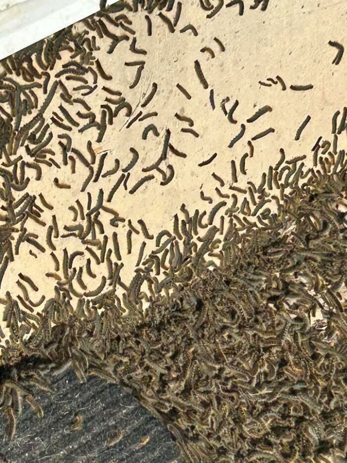 Friend Said They Were Being Held Hostage by Millions of Tent Moth Caterpillars! (BC, Canada)