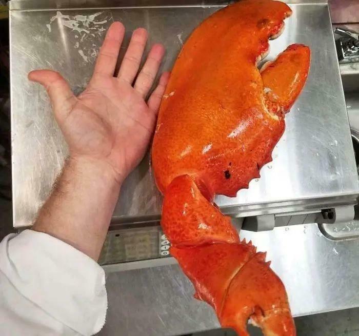 Look at the Absolute Unit of a Lobster Claw I Found!