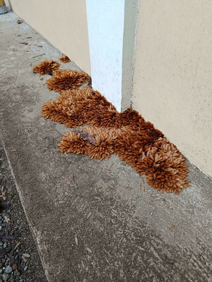 Termite Alate Found Behind My House After All Night Rain—Hello, Tiny Winged Army!