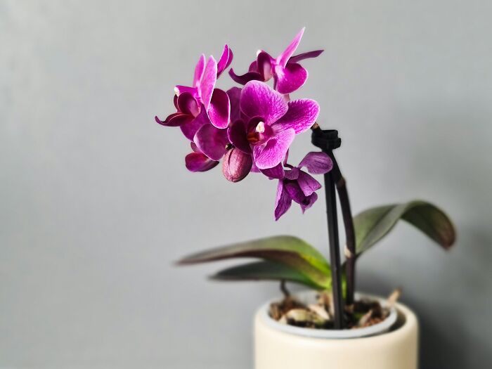 Bought An Orchid For A Publix Employee And Made Her Mother’s Day