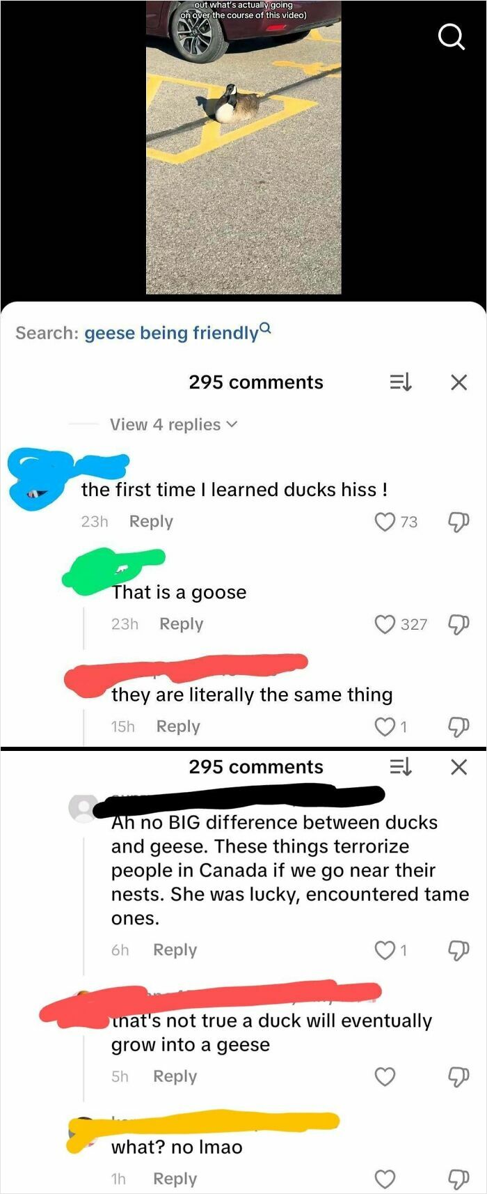 Geese Came From Ducks? Debate Gets Heated