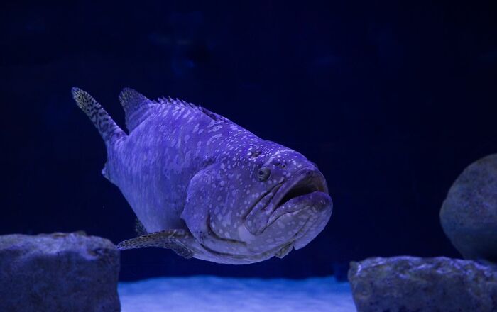 Wait, They Actually Shared These Crazy Diving Stories?!