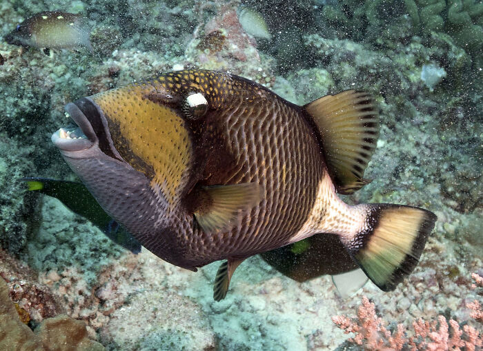 Wait, They Actually Shared These Crazy Diving Stories?!