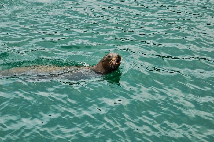 Wait, They Actually Shared These Crazy Diving Stories?!
