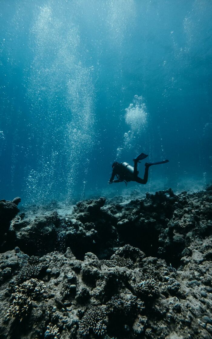 Wait, They Actually Shared These Crazy Diving Stories?!