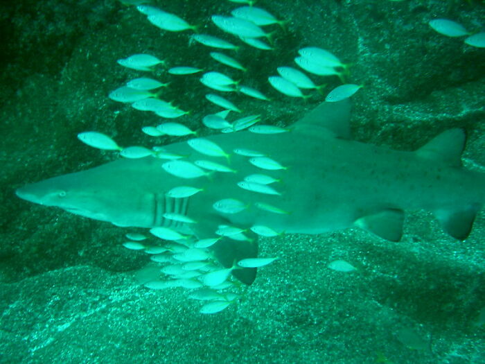 Wait, They Actually Shared These Crazy Diving Stories?!