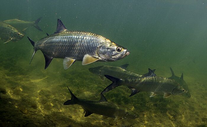 Wait, They Actually Shared These Crazy Diving Stories?!