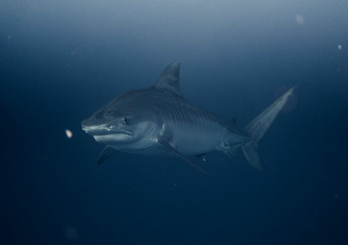 Wait, They Actually Shared These Crazy Diving Stories?!