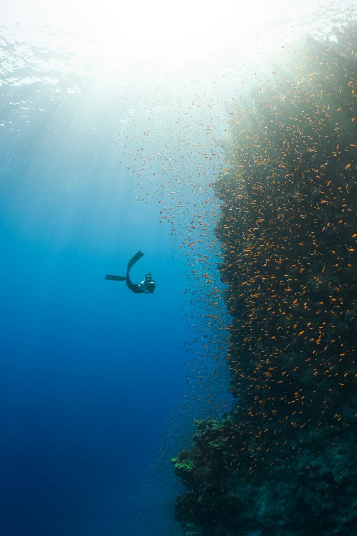Wait, They Actually Shared These Crazy Diving Stories?!