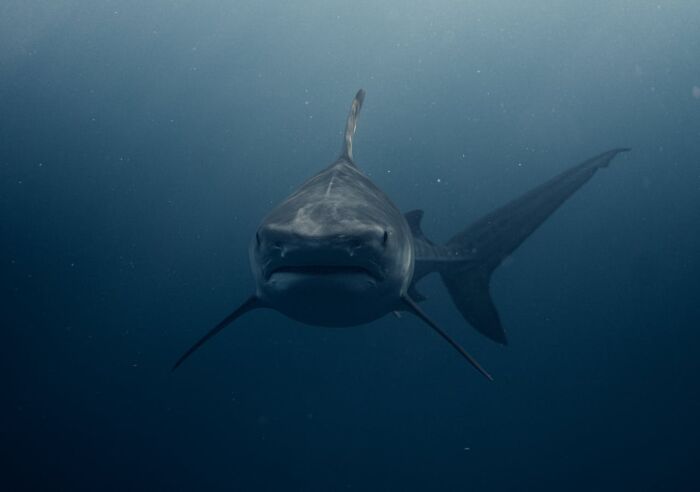 Wait, They Actually Shared These Crazy Diving Stories?!