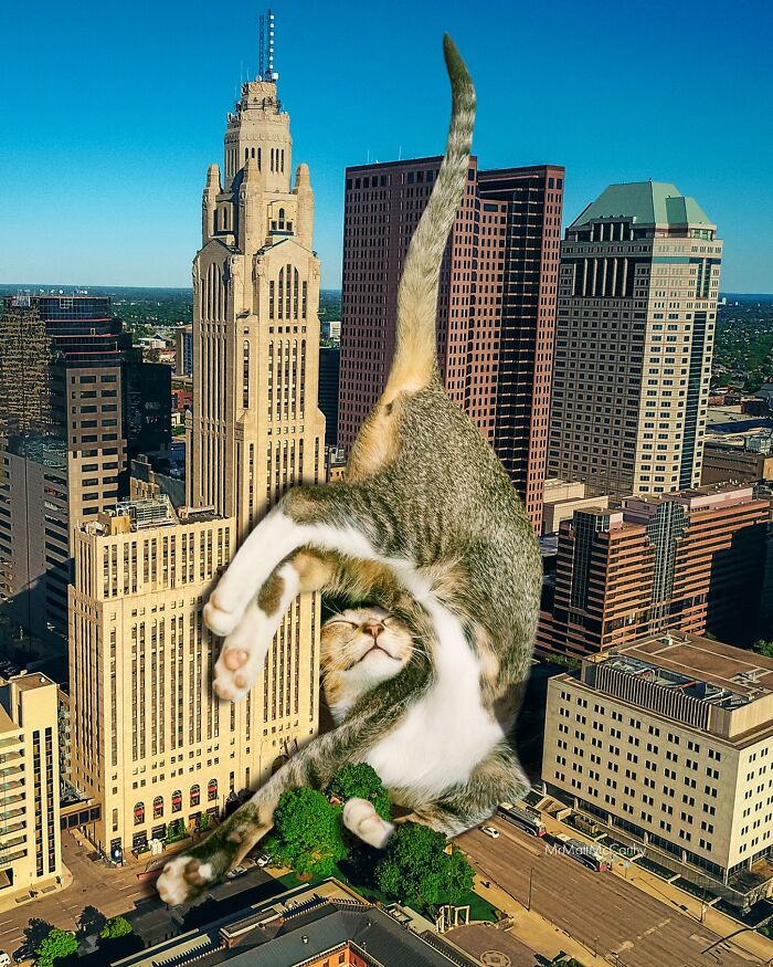 Giant Cats Take Over! Check Out 30 Wildly Big Cat Surreal Pics