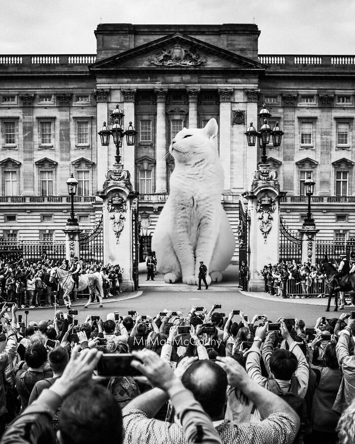Giant Cats Take Over! Check Out 30 Wildly Big Cat Surreal Pics