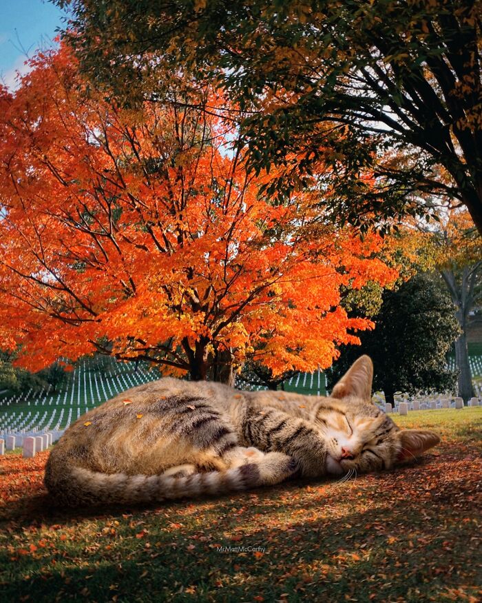 Giant Cats Take Over! Check Out 30 Wildly Big Cat Surreal Pics