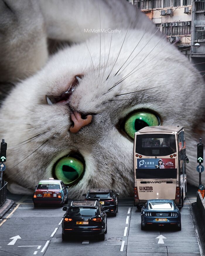 Giant Cats Take Over! Check Out 30 Wildly Big Cat Surreal Pics