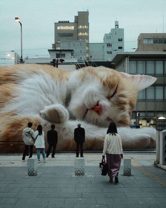 Giant Cats Take Over! Check Out 30 Wildly Big Cat Surreal Pics