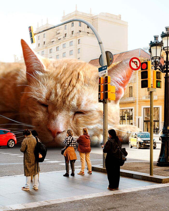 Giant Cats Take Over! Check Out 30 Wildly Big Cat Surreal Pics