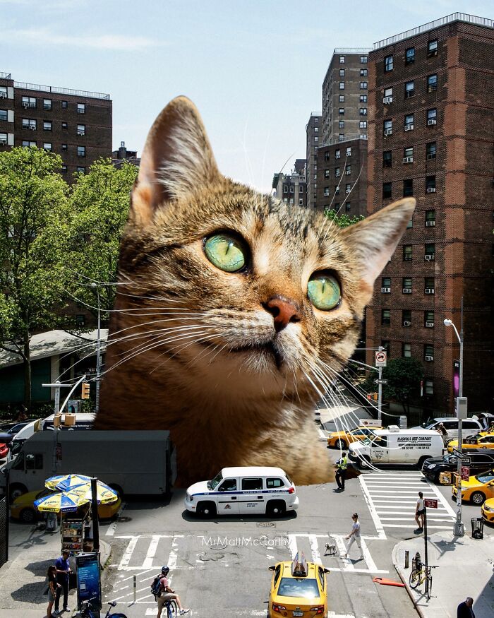 Giant Cats Take Over! Check Out 30 Wildly Big Cat Surreal Pics