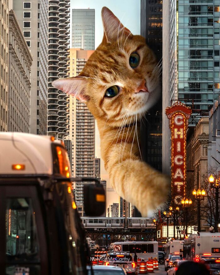 Giant Cats Take Over! Check Out 30 Wildly Big Cat Surreal Pics