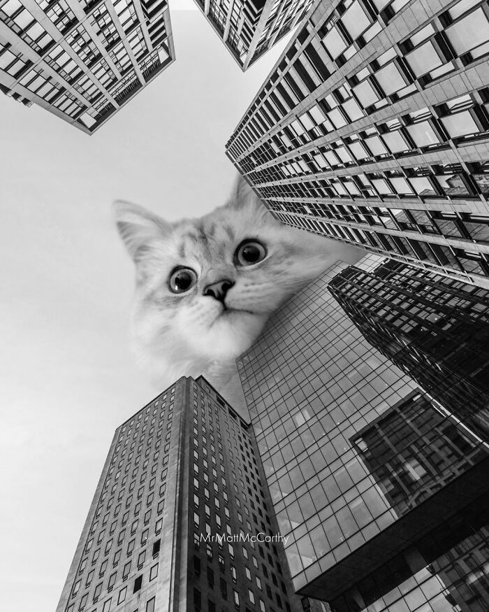 Giant Cats Take Over! Check Out 30 Wildly Big Cat Surreal Pics