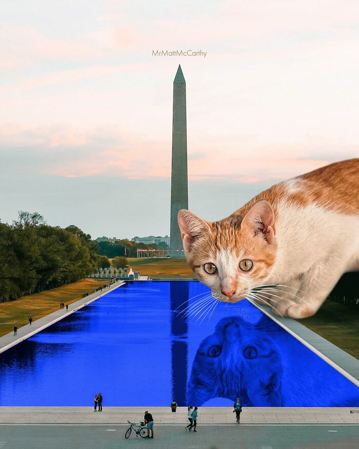 Giant Cats Take Over! Check Out 30 Wildly Big Cat Surreal Pics