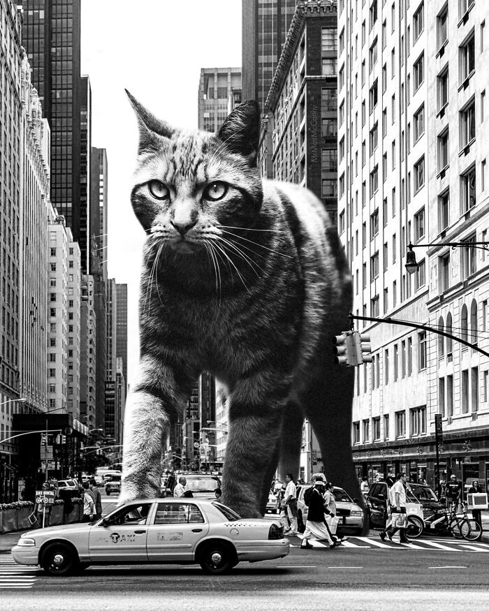 Giant Cats Take Over! Check Out 30 Wildly Big Cat Surreal Pics