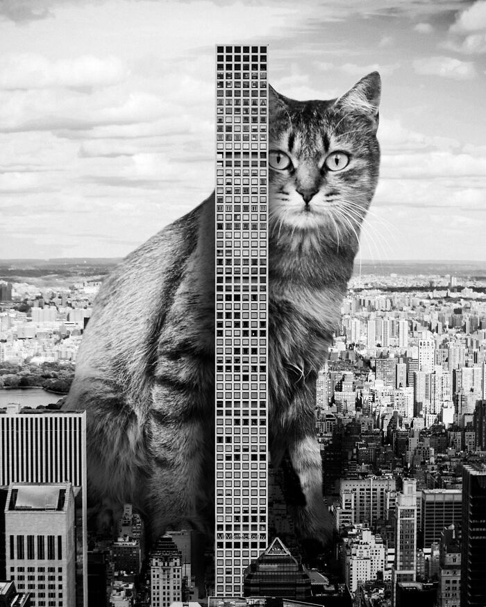 Giant Cats Take Over! Check Out 30 Wildly Big Cat Surreal Pics