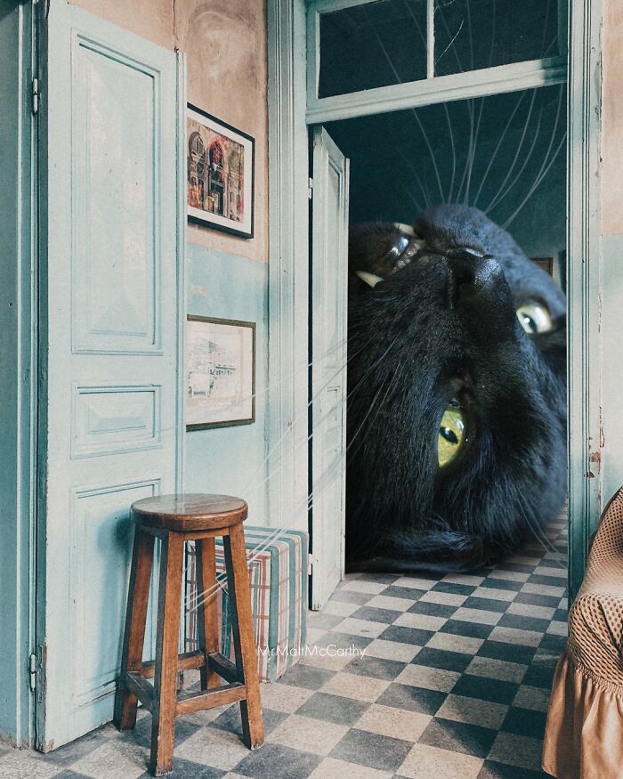 Giant Cats Take Over! Check Out 30 Wildly Big Cat Surreal Pics