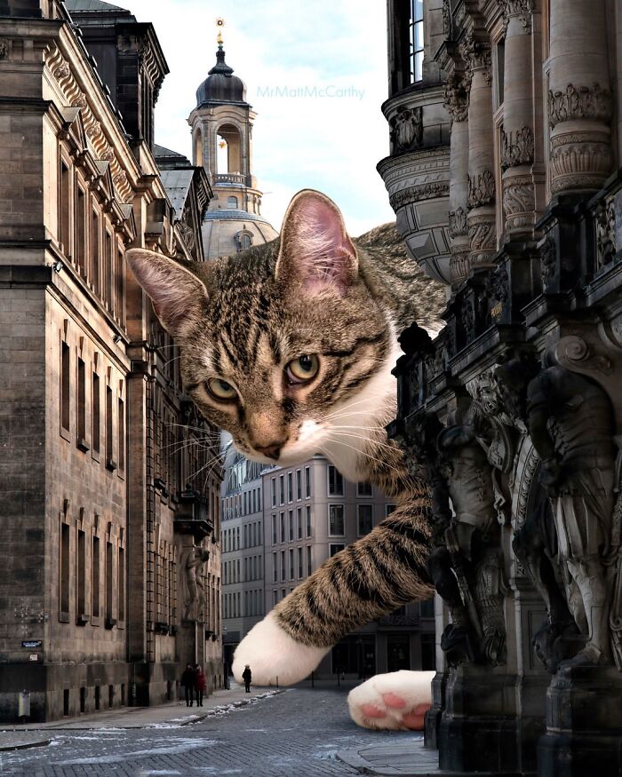 Giant Cats Take Over! Check Out 30 Wildly Big Cat Surreal Pics