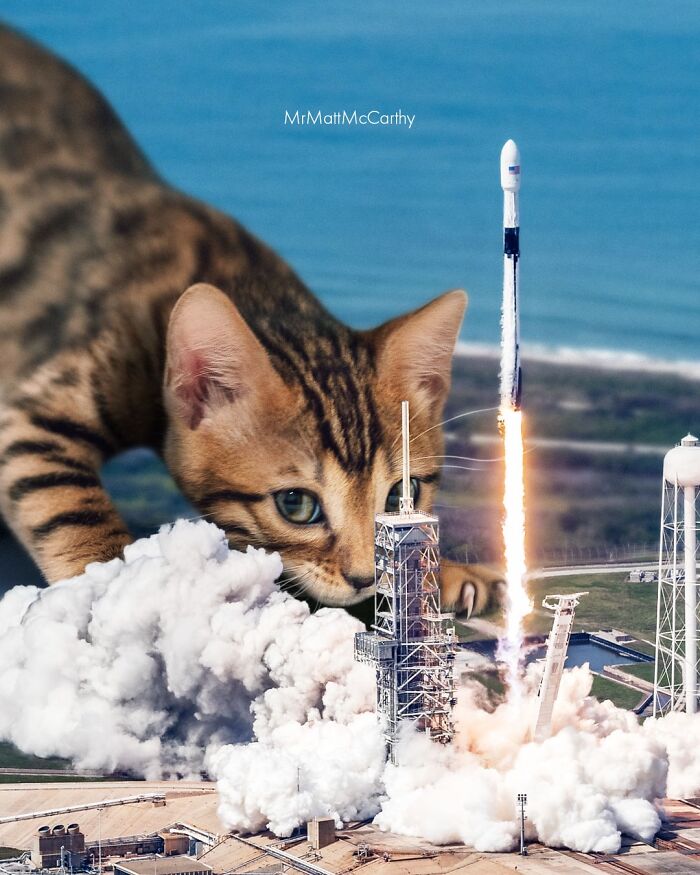 Giant Cats Take Over! Check Out 30 Wildly Big Cat Surreal Pics