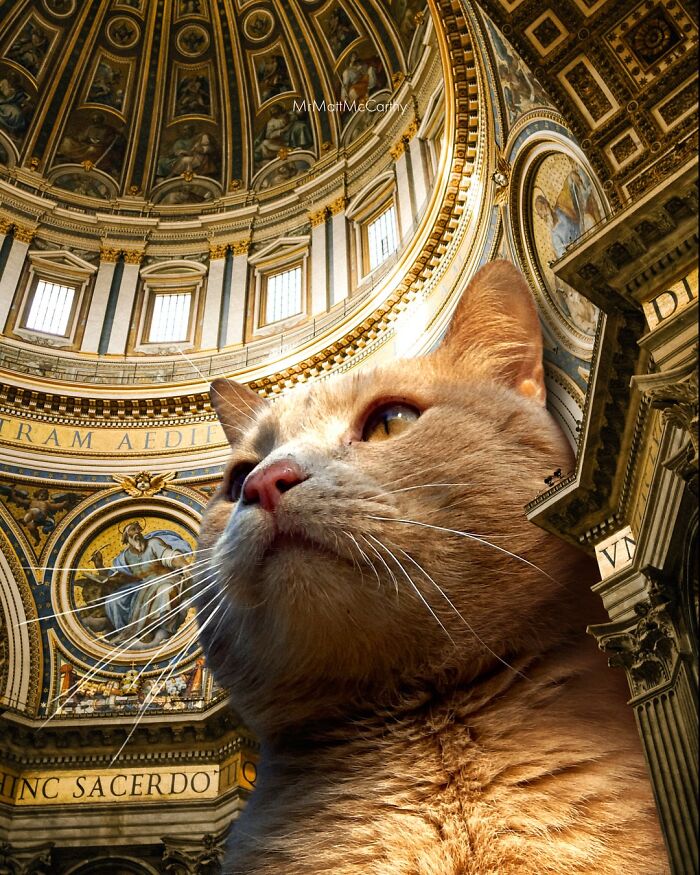 Giant Cats Take Over! Check Out 30 Wildly Big Cat Surreal Pics