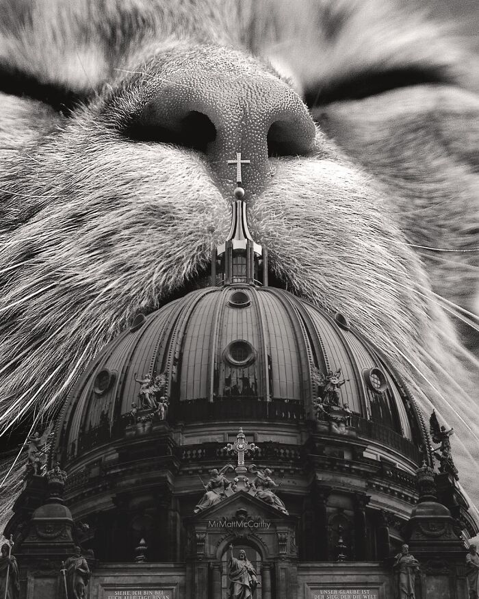 Giant Cats Take Over! Check Out 30 Wildly Big Cat Surreal Pics