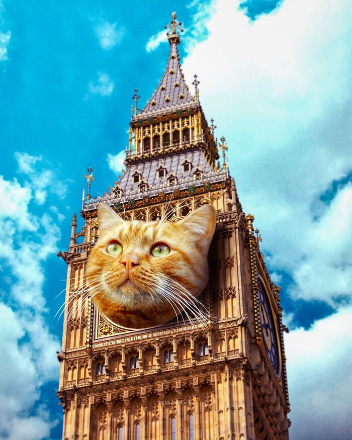 Giant Cats Take Over! Check Out 30 Wildly Big Cat Surreal Pics