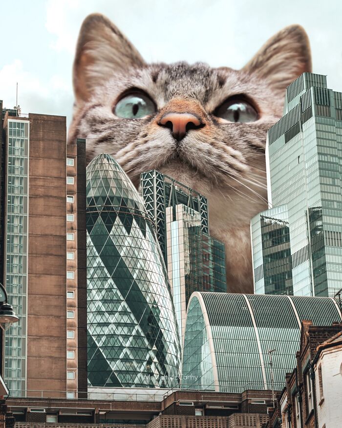 Giant Cats Take Over! Check Out 30 Wildly Big Cat Surreal Pics