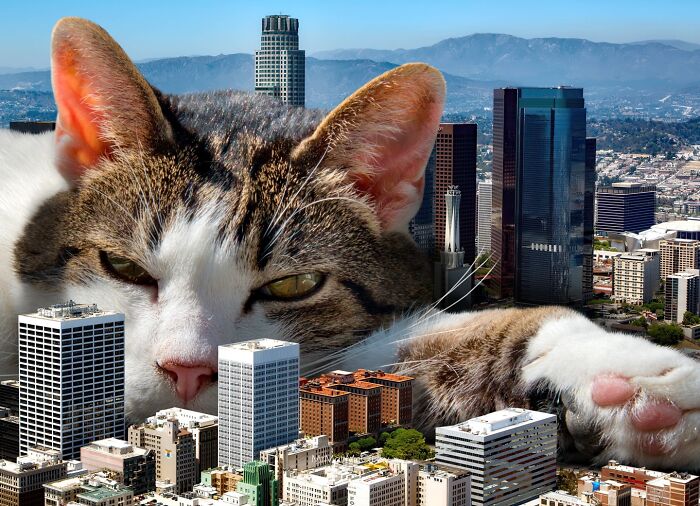 Giant Cats Take Over! Check Out 30 Wildly Big Cat Surreal Pics