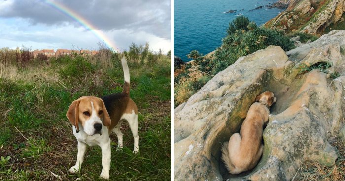 56 Dogs Being Total Legends (Because That’s What Dogs Do)