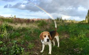 56 Dogs Being Total Legends (Because That's What Dogs Do)