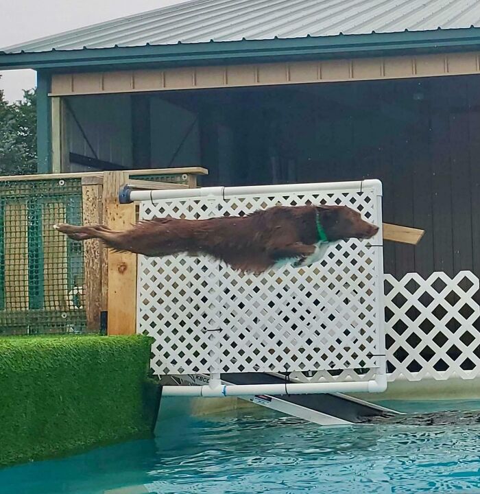 Meet Copper: The Border Collie Pool Boss