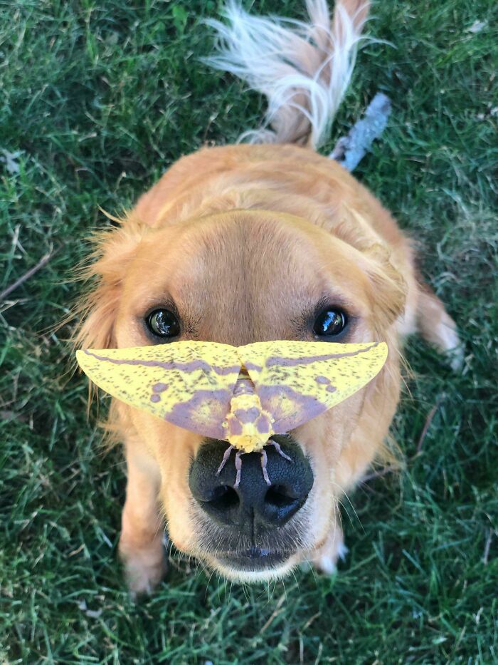 Neighbor’s Dog Meets a Moth and It’s a Big Deal