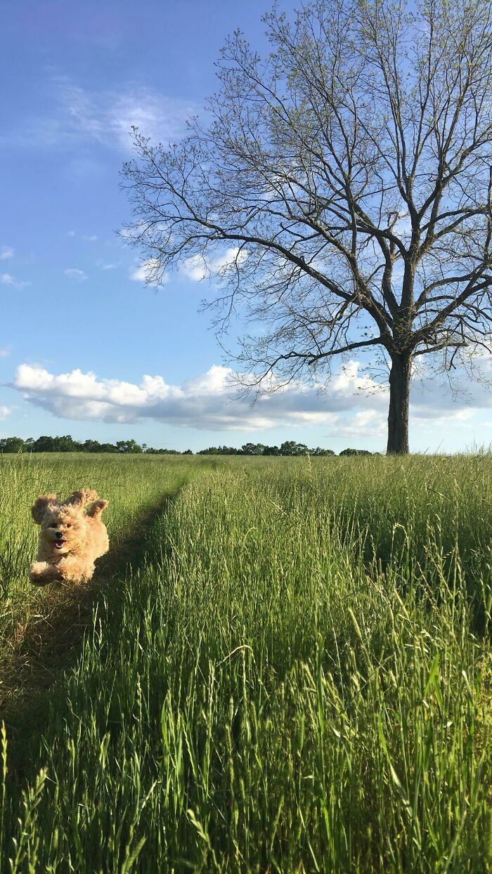 Caught My Dog Looking Like Art and I’m Not Even Kidding